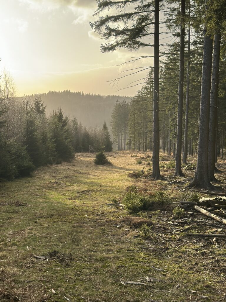 Walking path starts directly from the garden